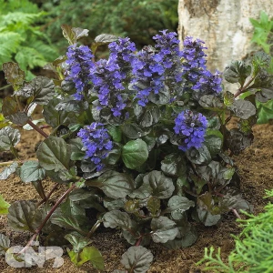 Black Scallop ('Binblasca'®)